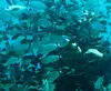 Santorini Dive