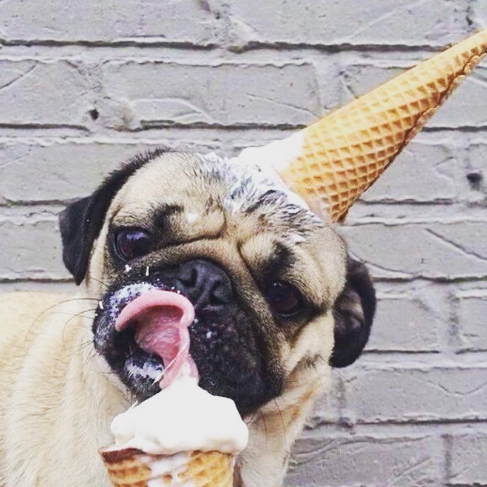 SOLO GELATO