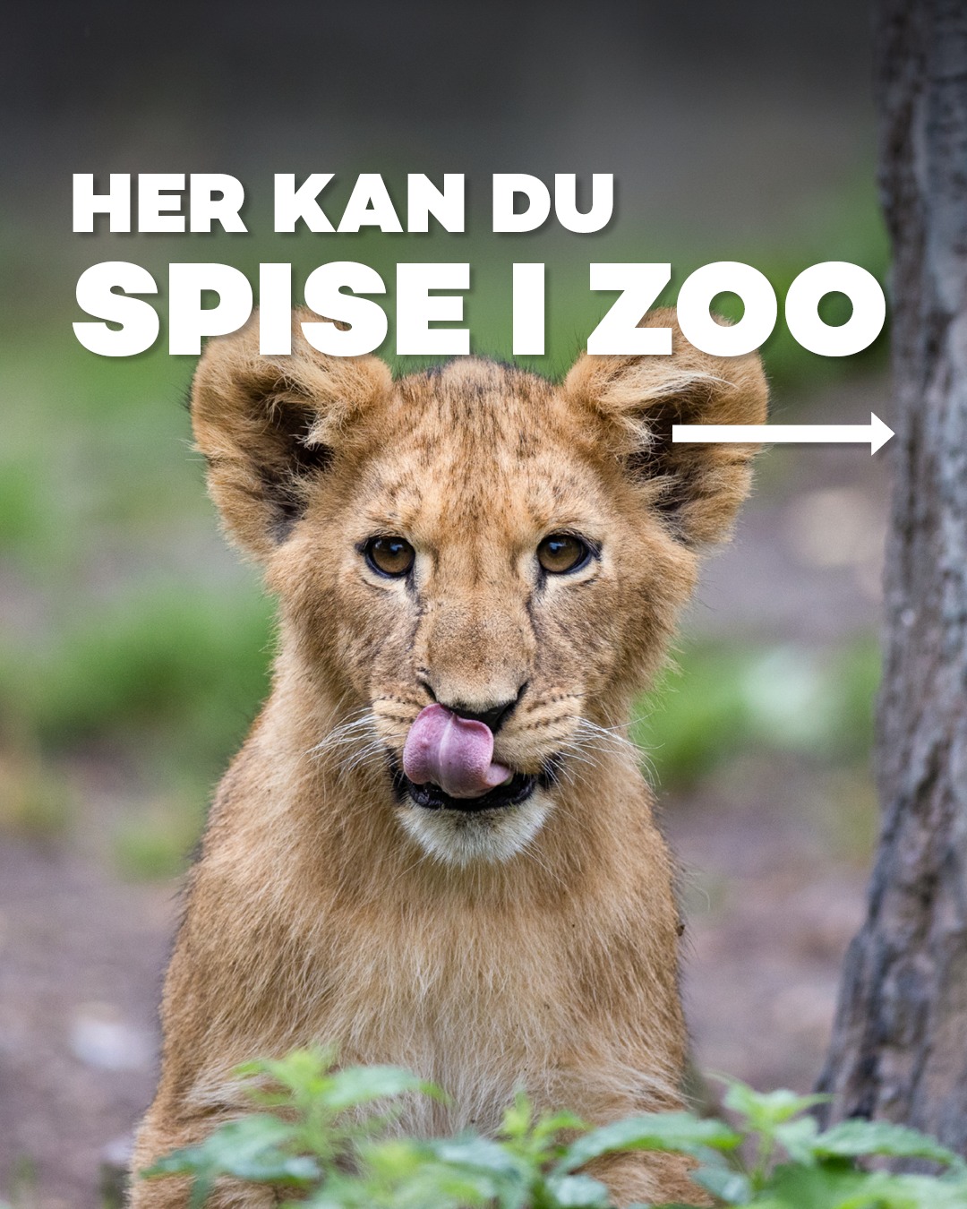 COPENHAGEN ZOO