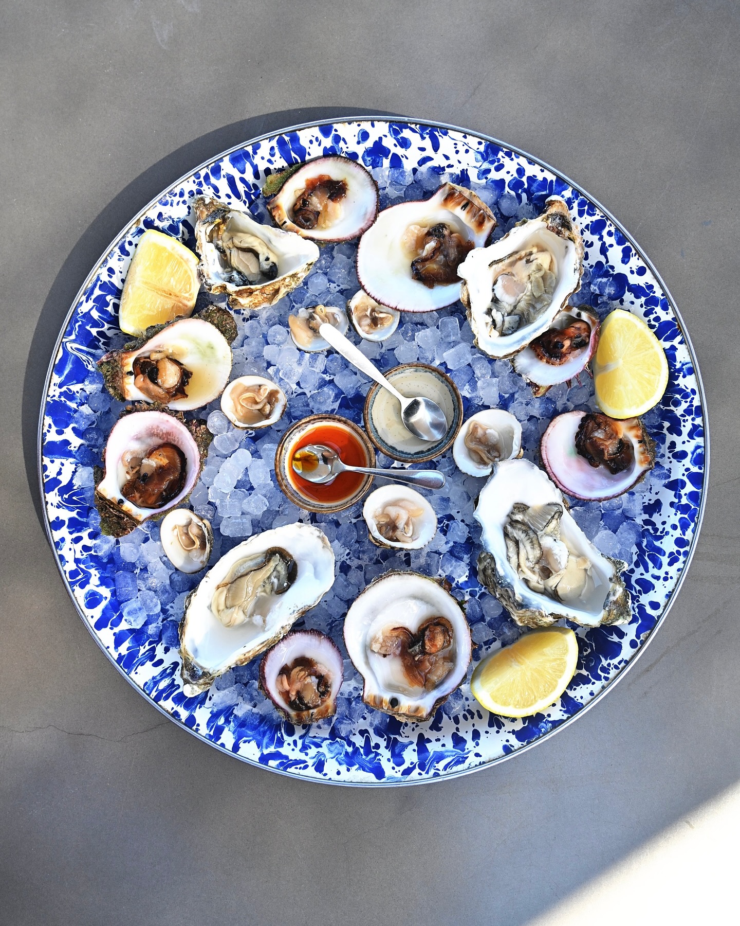 Blue Oyster