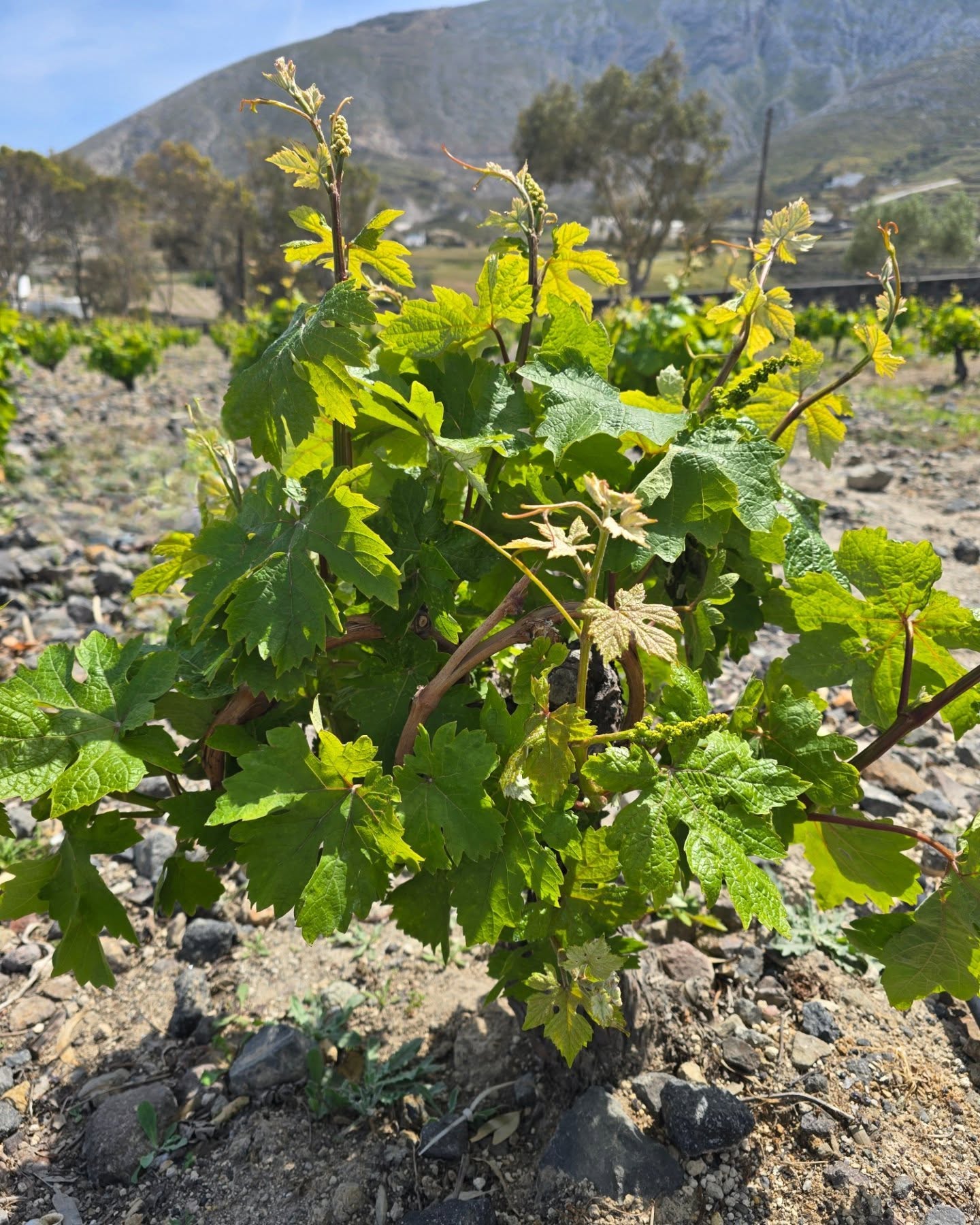 ARGYROS WINERY