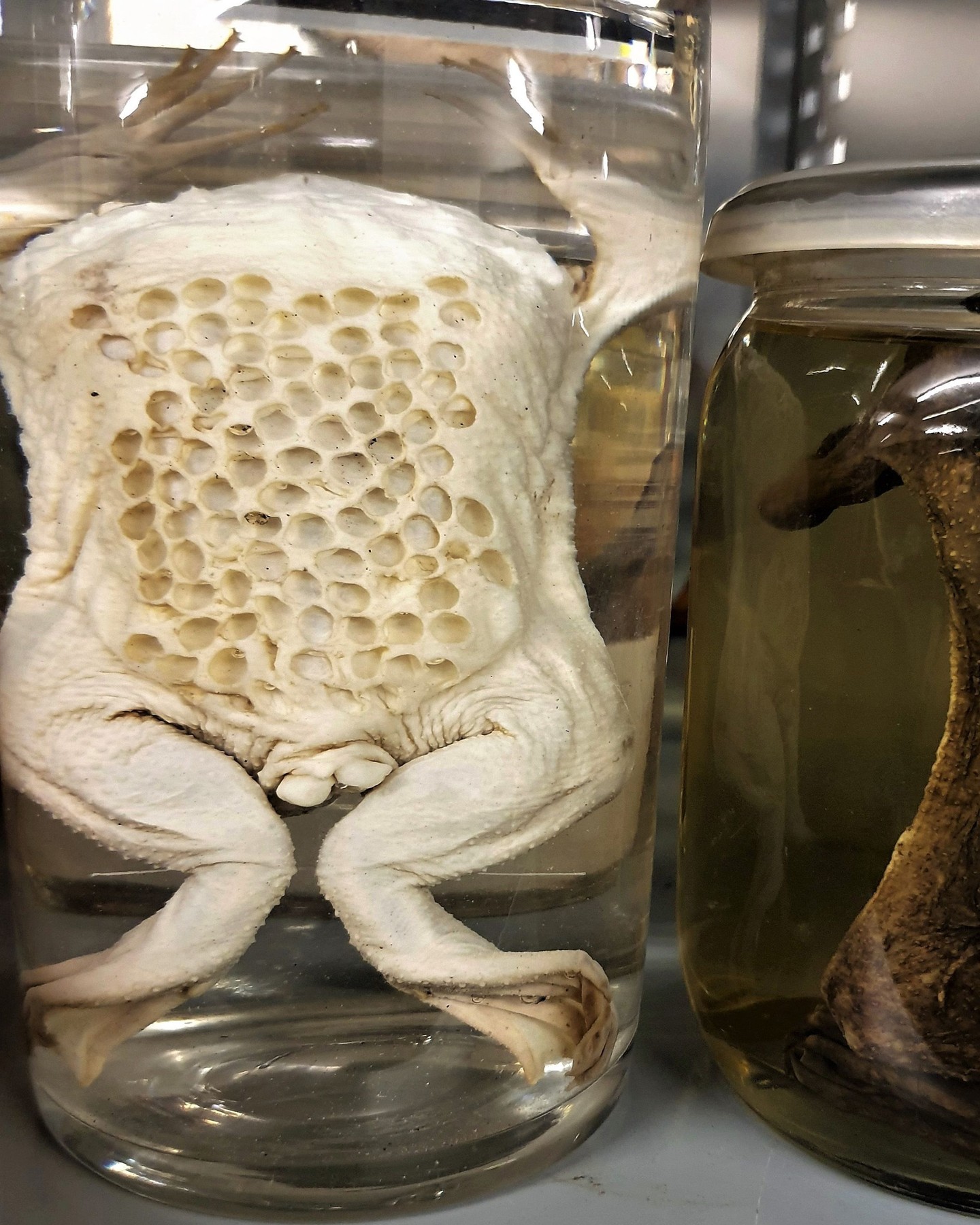 NATURAL HISTORY MUSEUM