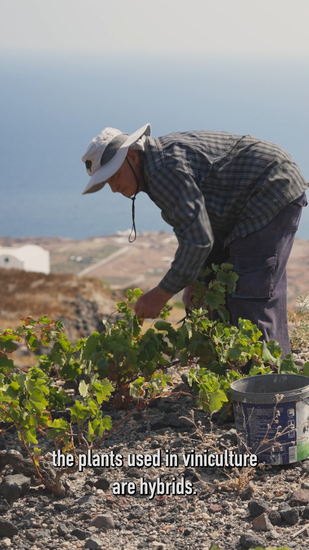 SANTO WINES