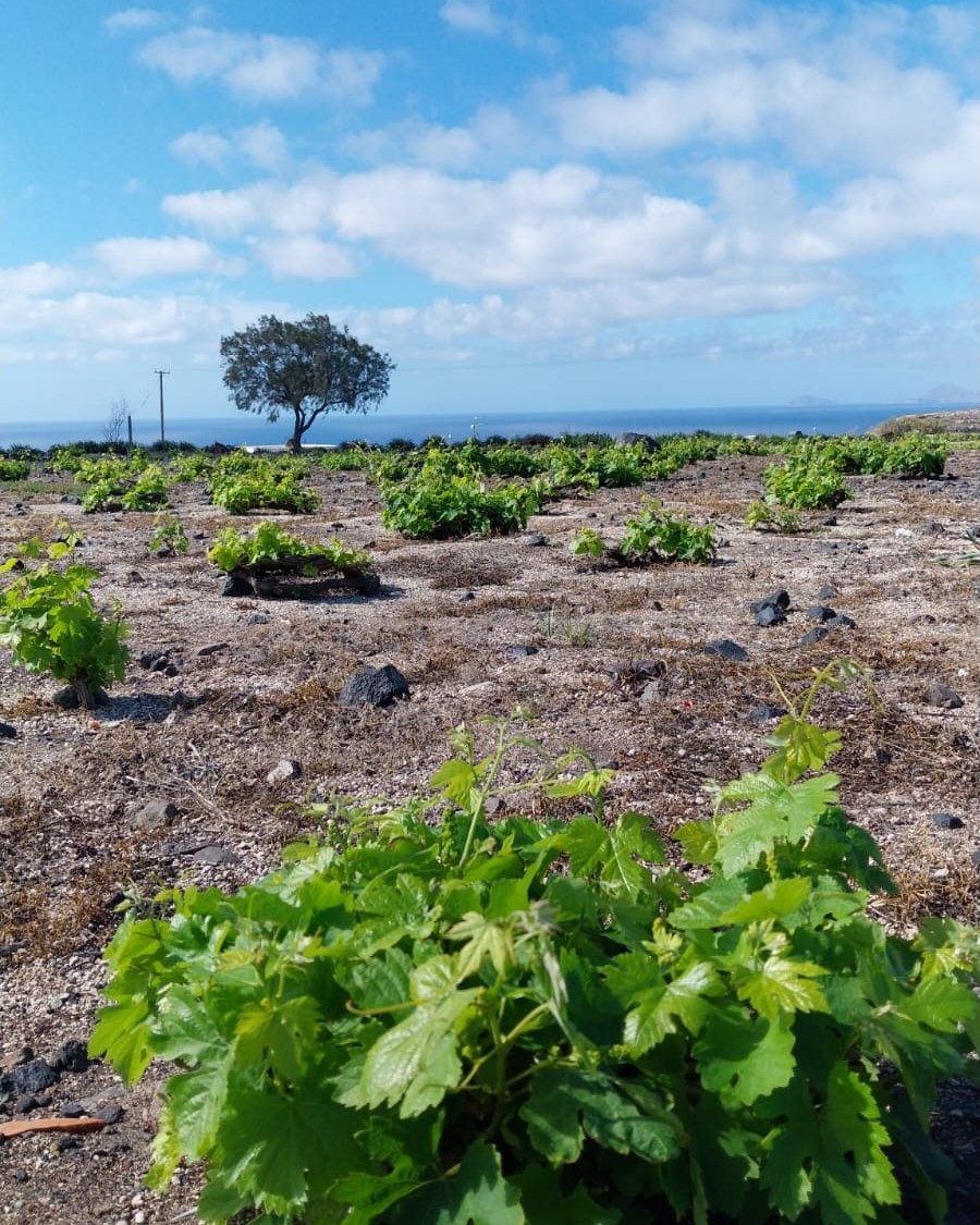 SANTO WINES