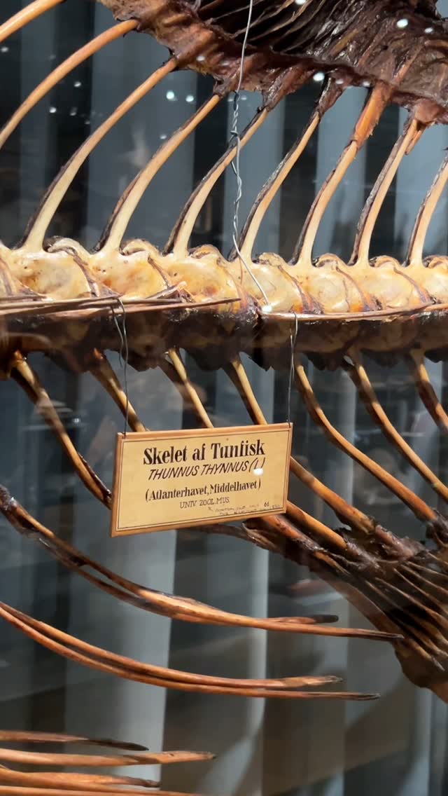 NATURAL HISTORY MUSEUM