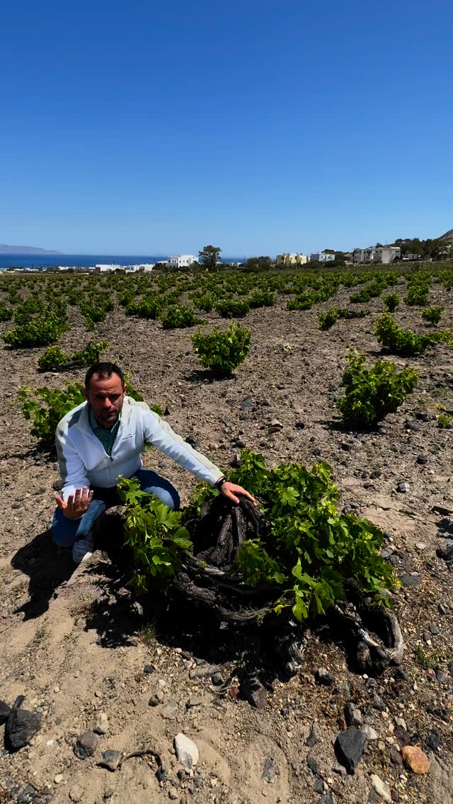 ARGYROS WINERY