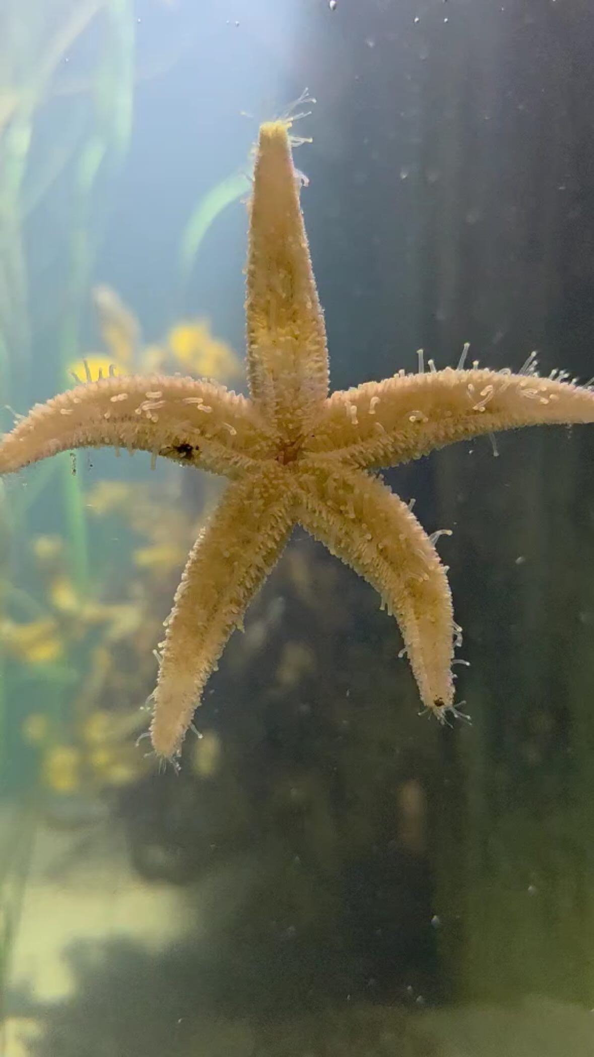 ØRESUND AQUARIUM