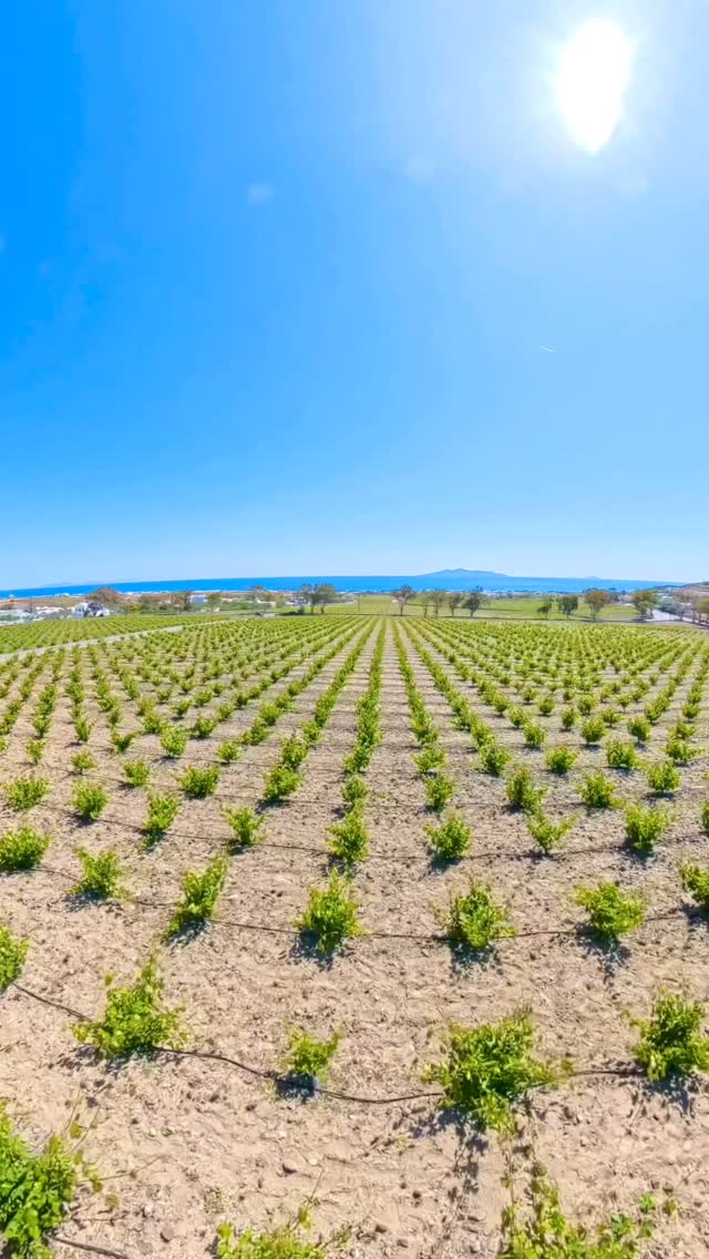 ARGYROS WINERY