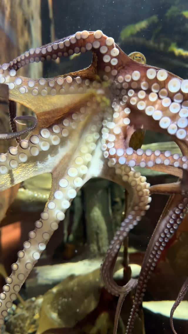ØRESUND AQUARIUM