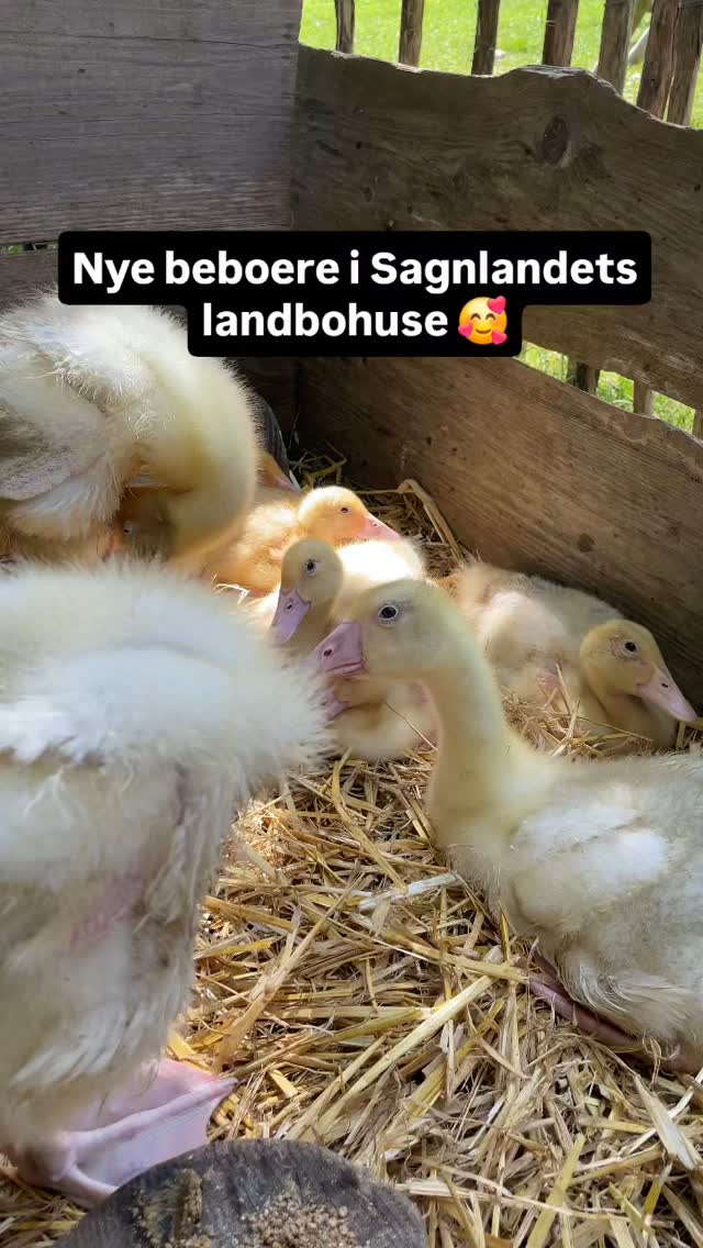 SAGNLANDET LEJRE