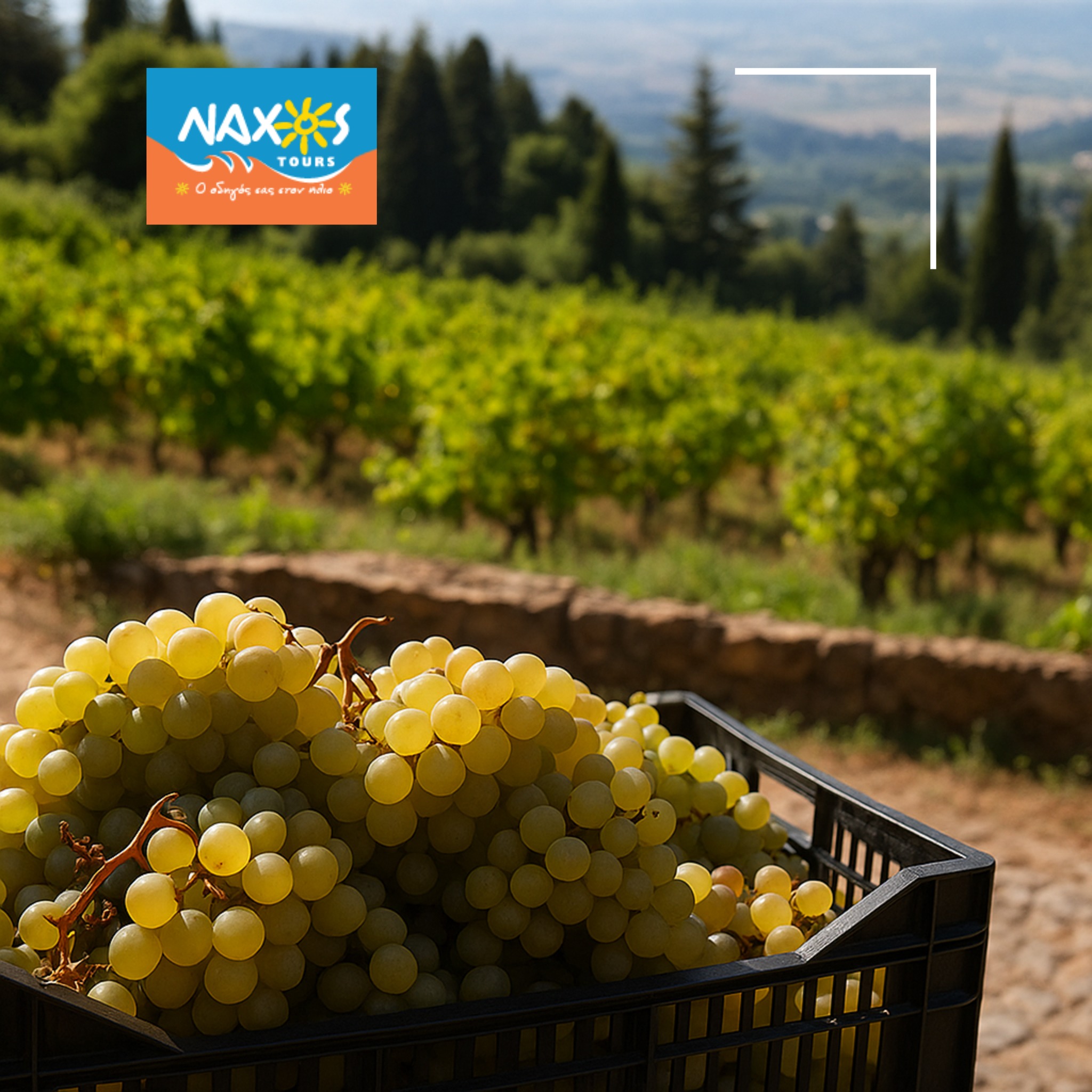NAXOS TOURS