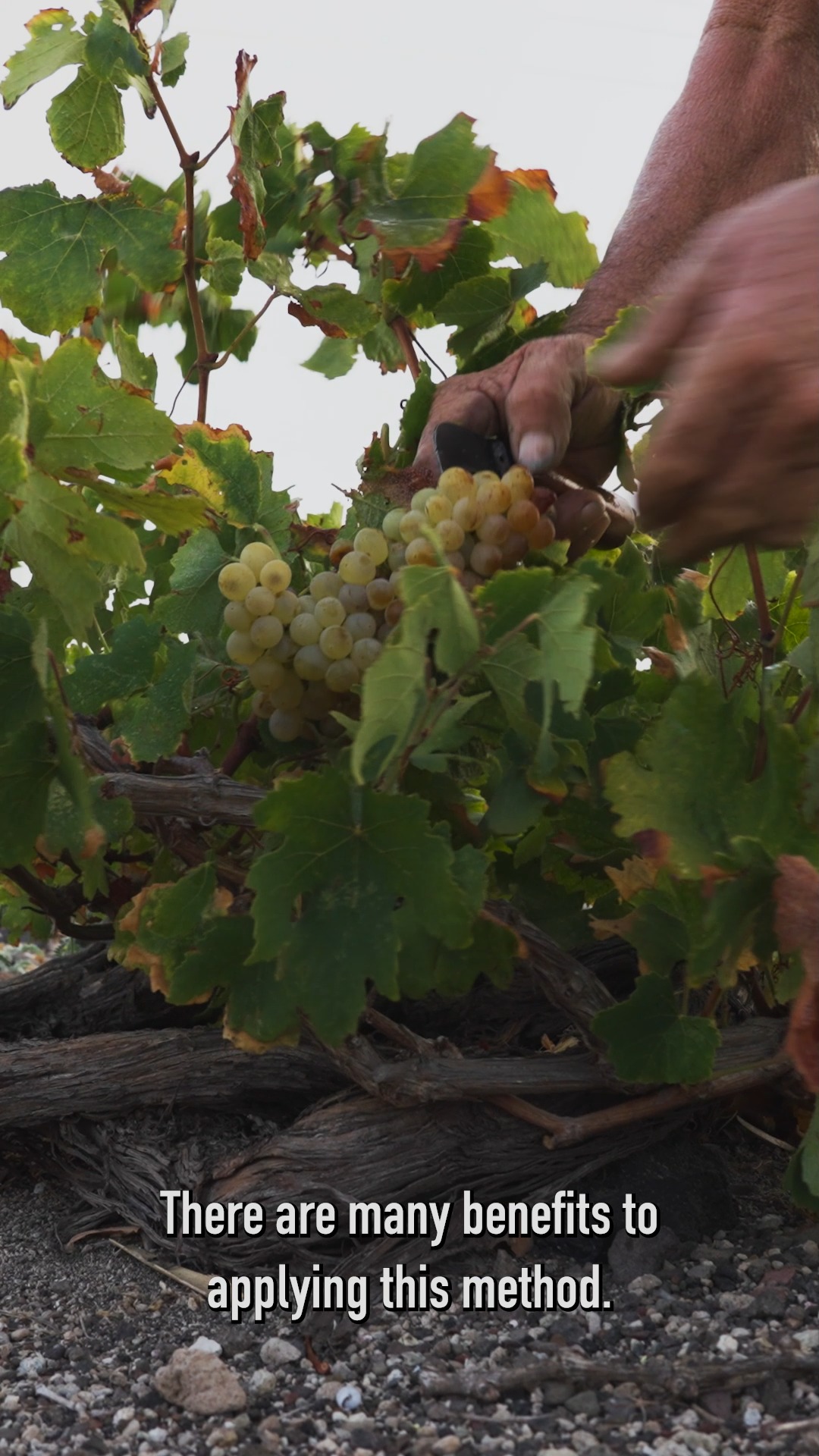 SANTO WINES
