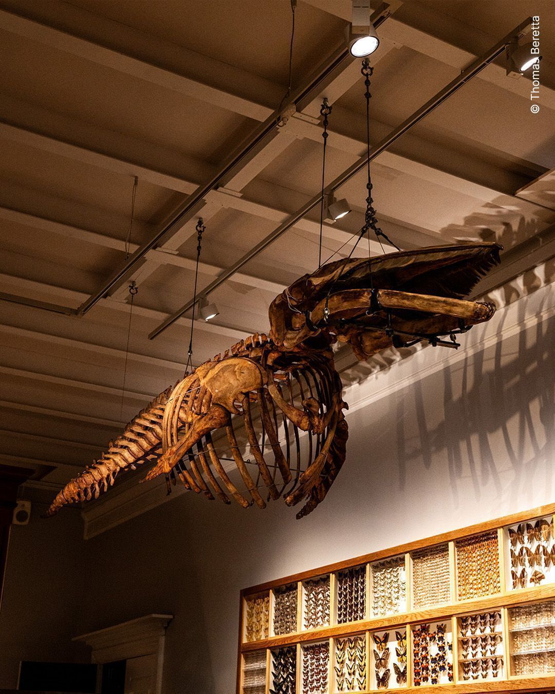 NATURAL HISTORY MUSEUM