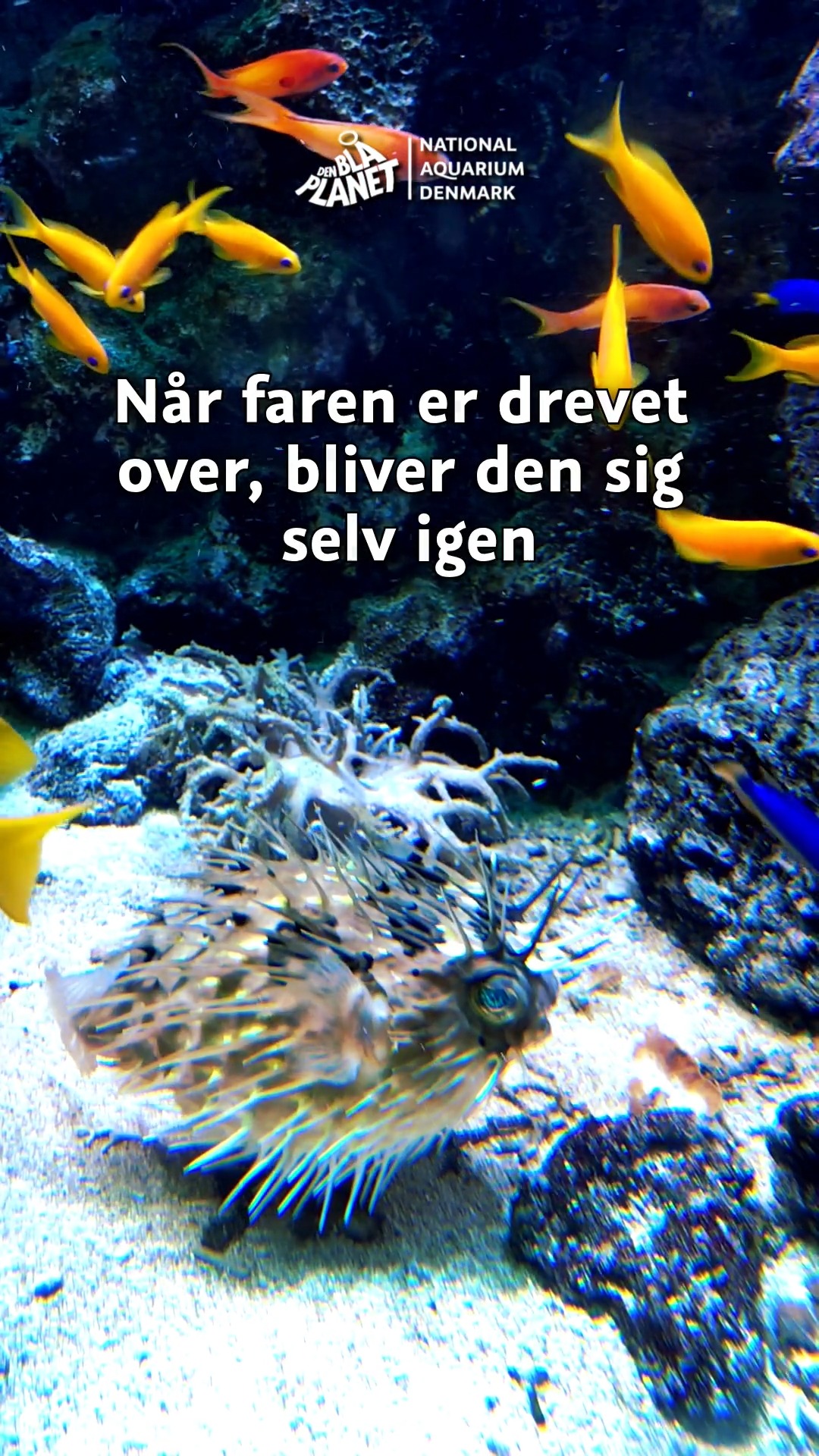 DEN BLÅ PLANET