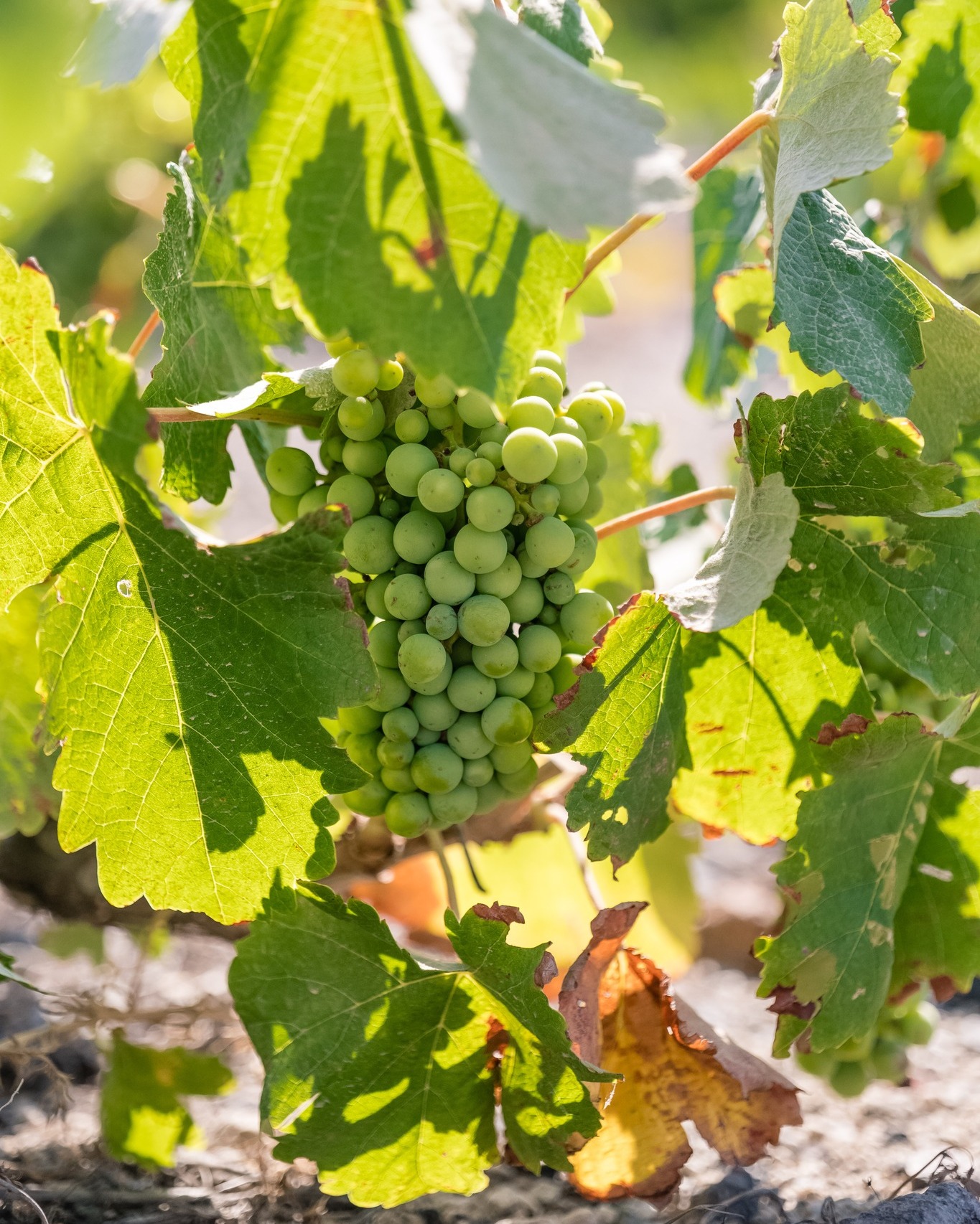 SANTO WINES