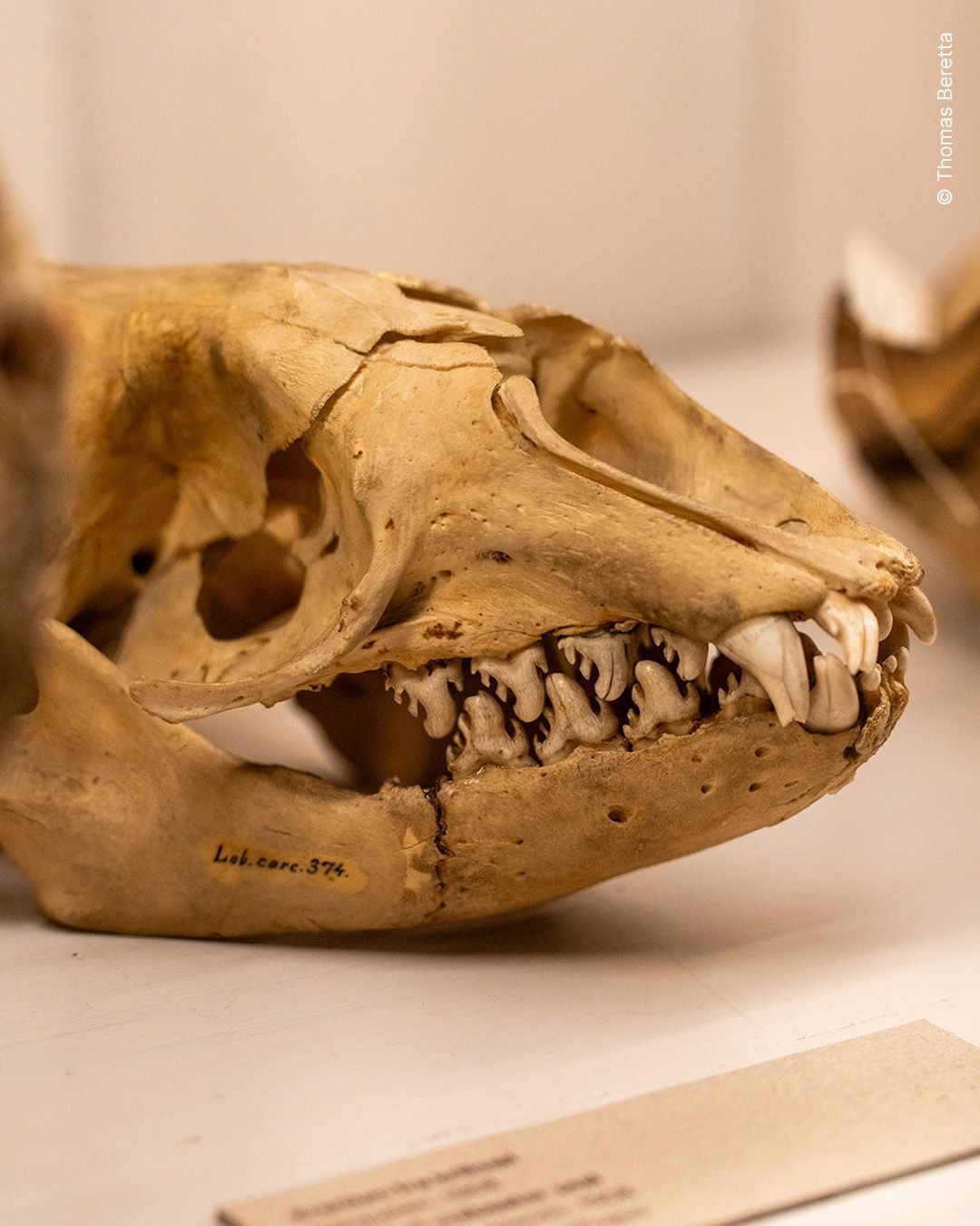 NATURAL HISTORY MUSEUM