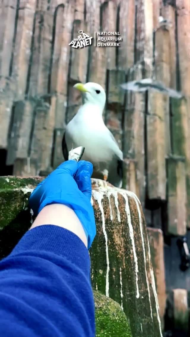 DEN BLÅ PLANET