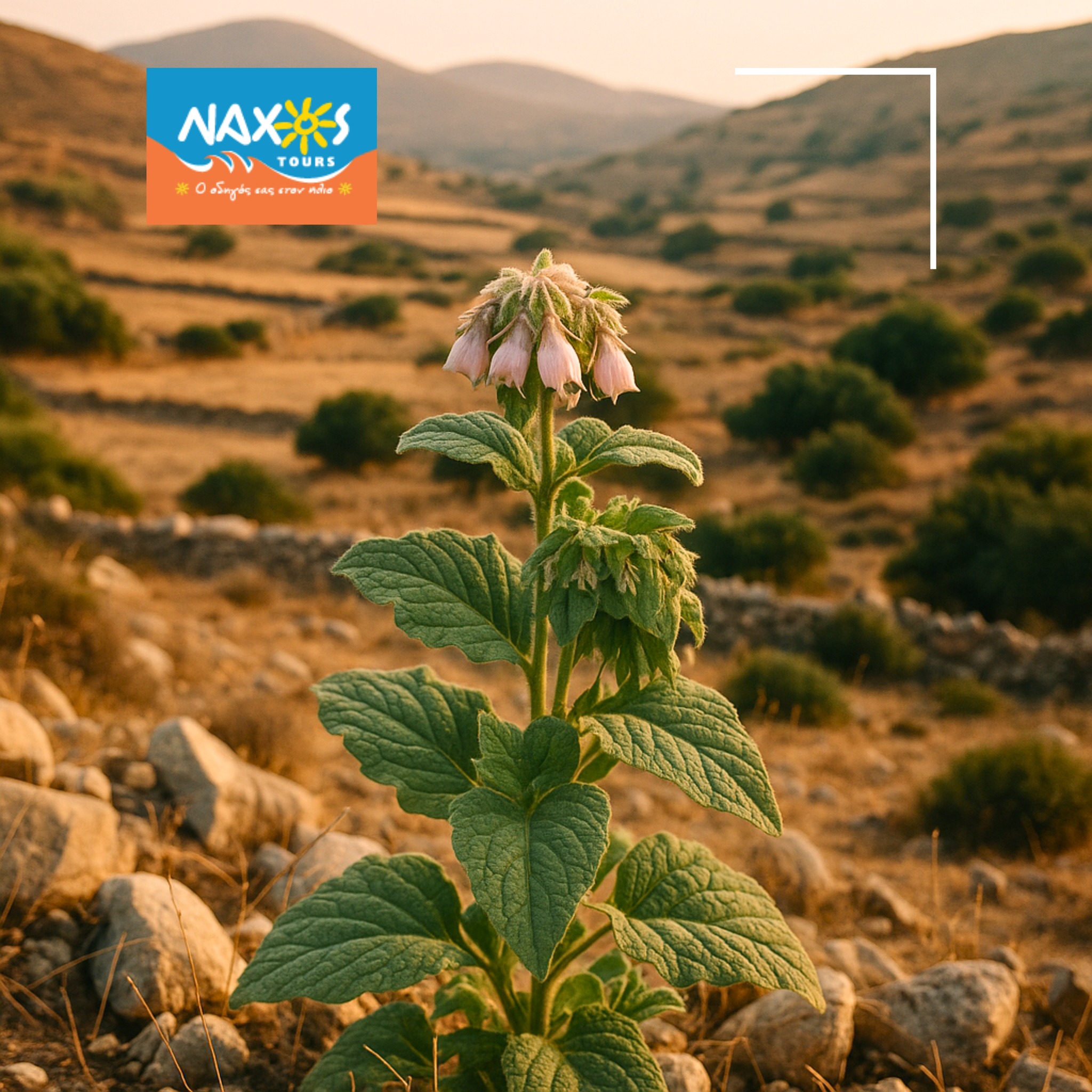 NAXOS TOURS
