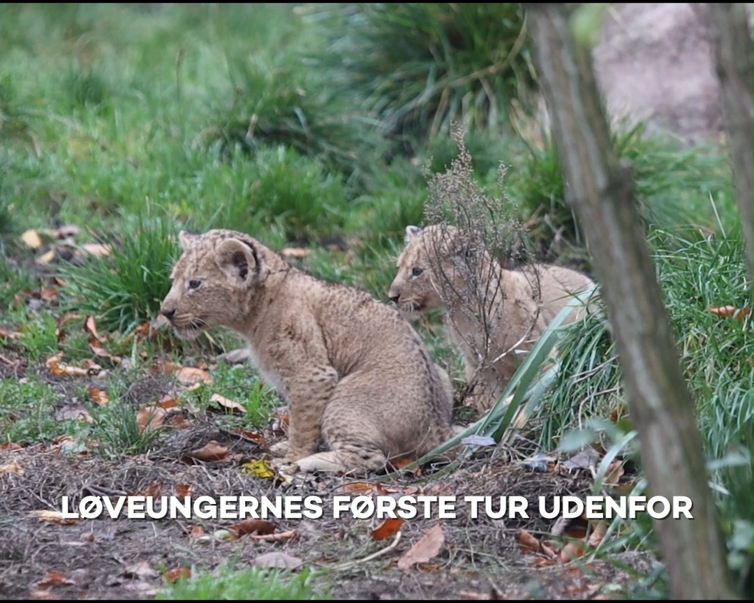 COPENHAGEN ZOO