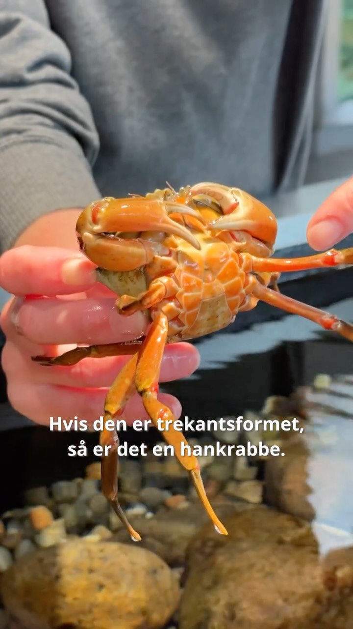 ØRESUND AQUARIUM