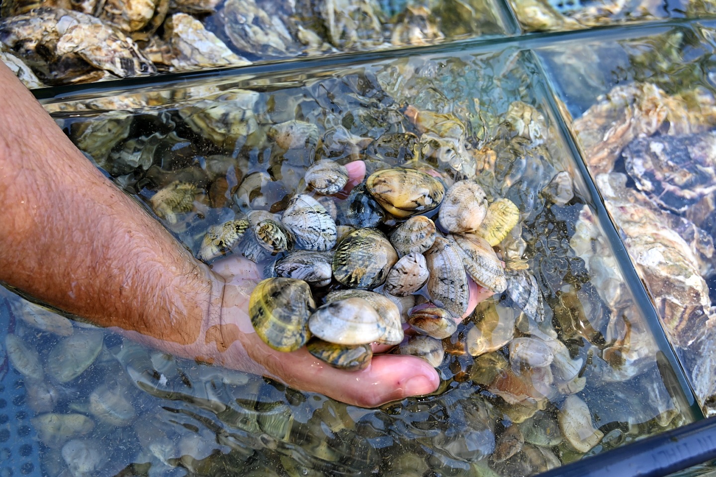 Blue Oyster