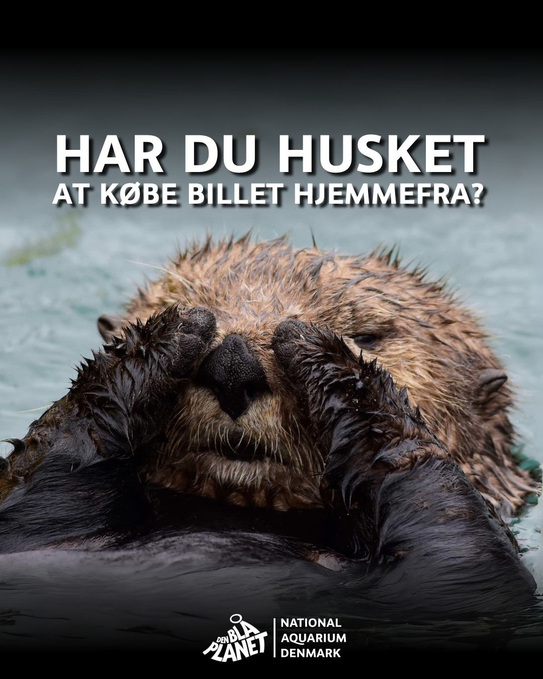 DEN BLÅ PLANET