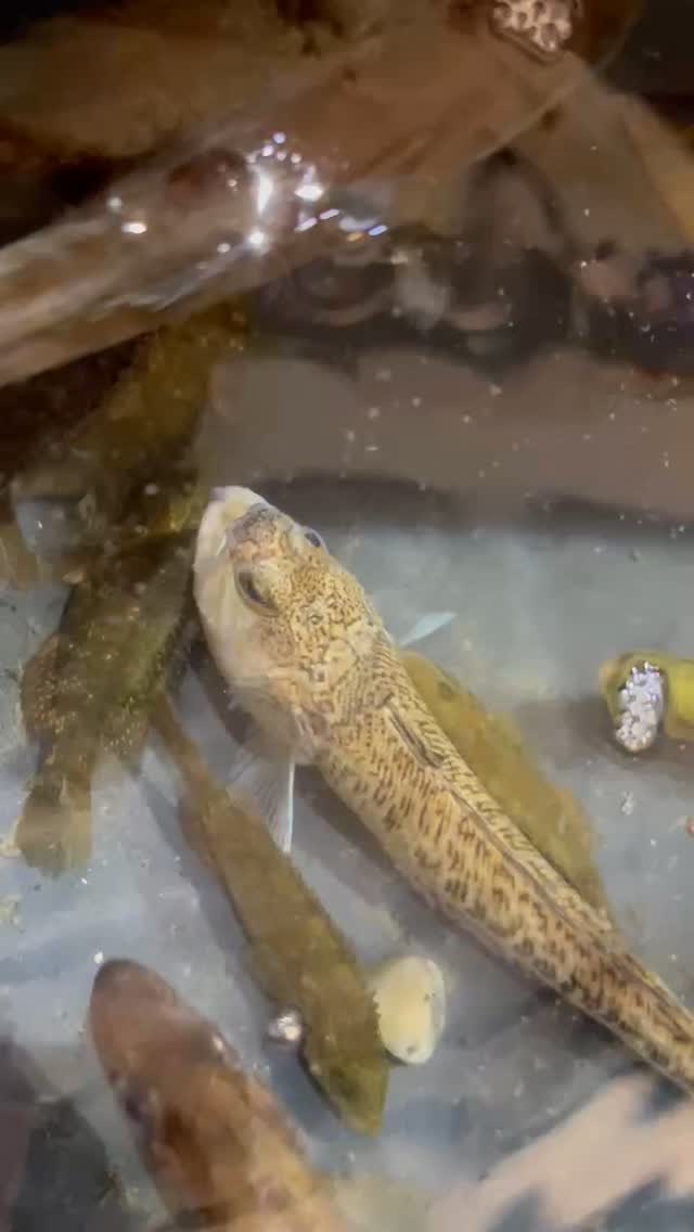 ØRESUND AQUARIUM