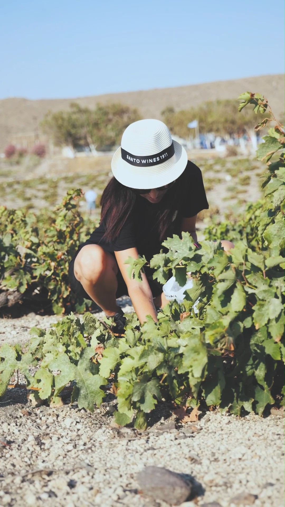 SANTO WINES