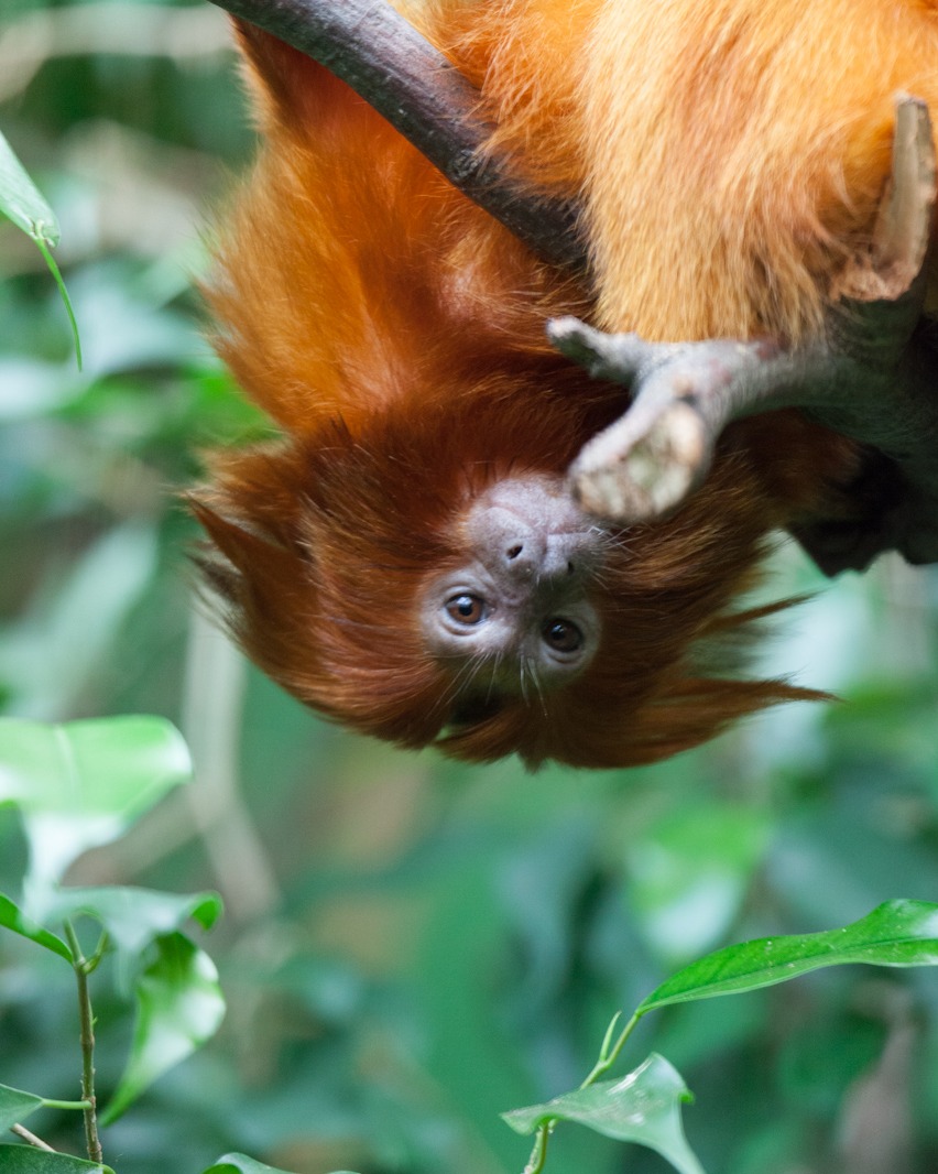 COPENHAGEN ZOO