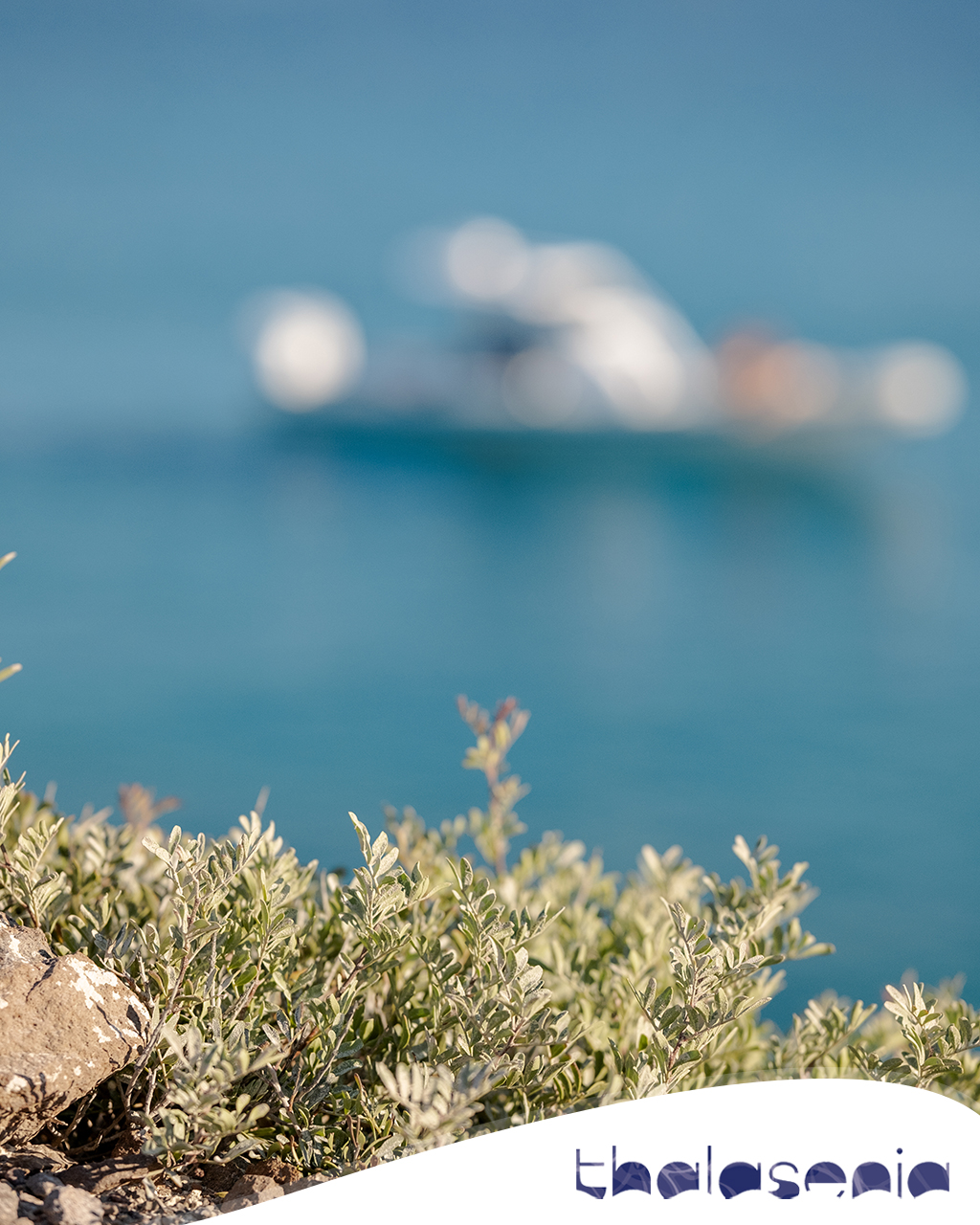 Thalasenia Cruises