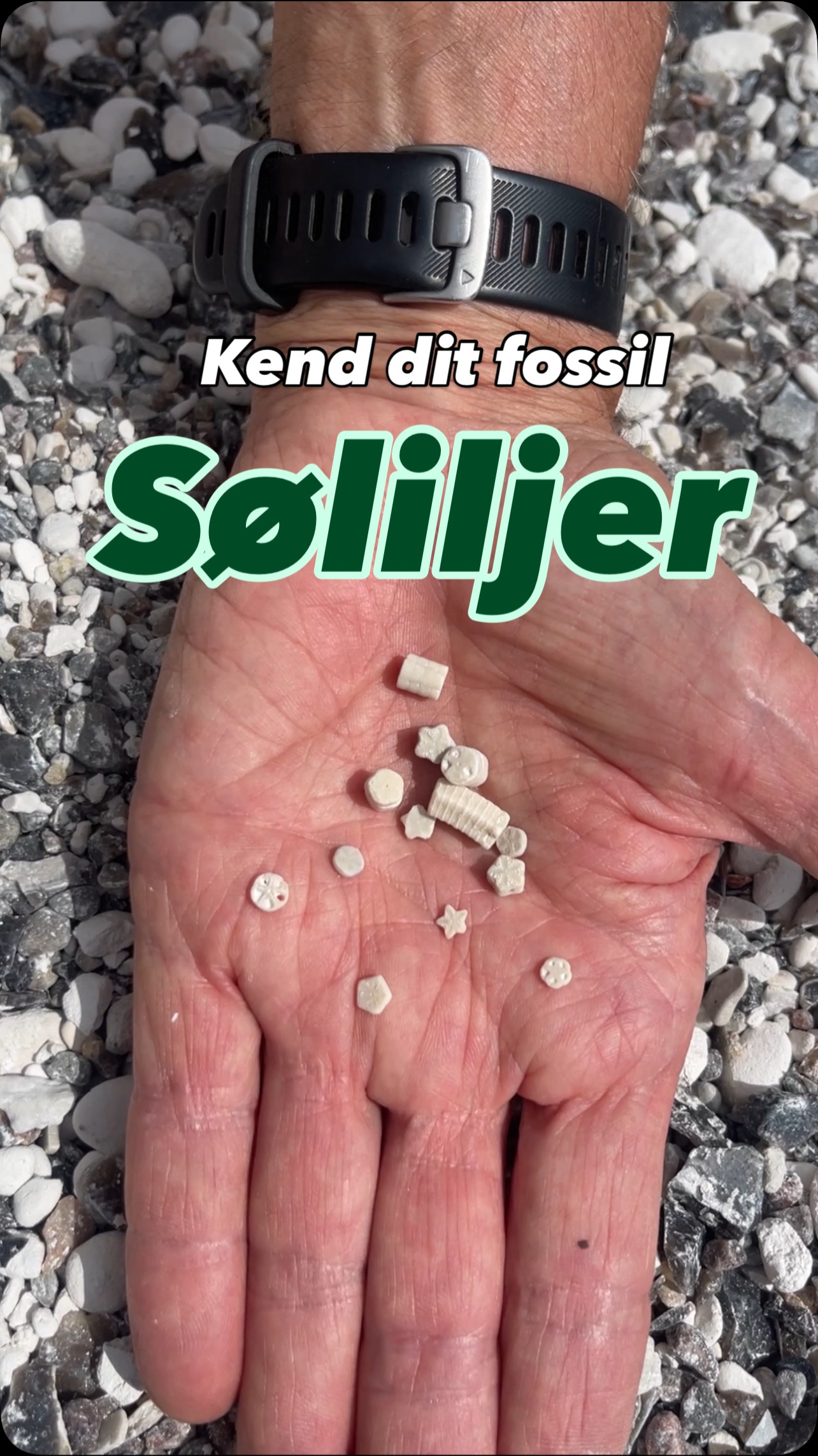 GEOCENTER MØNS KLINT