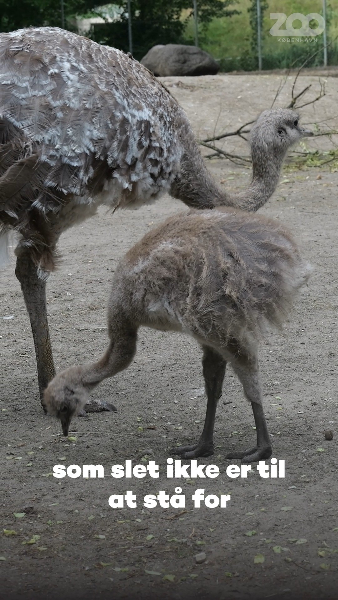 COPENHAGEN ZOO