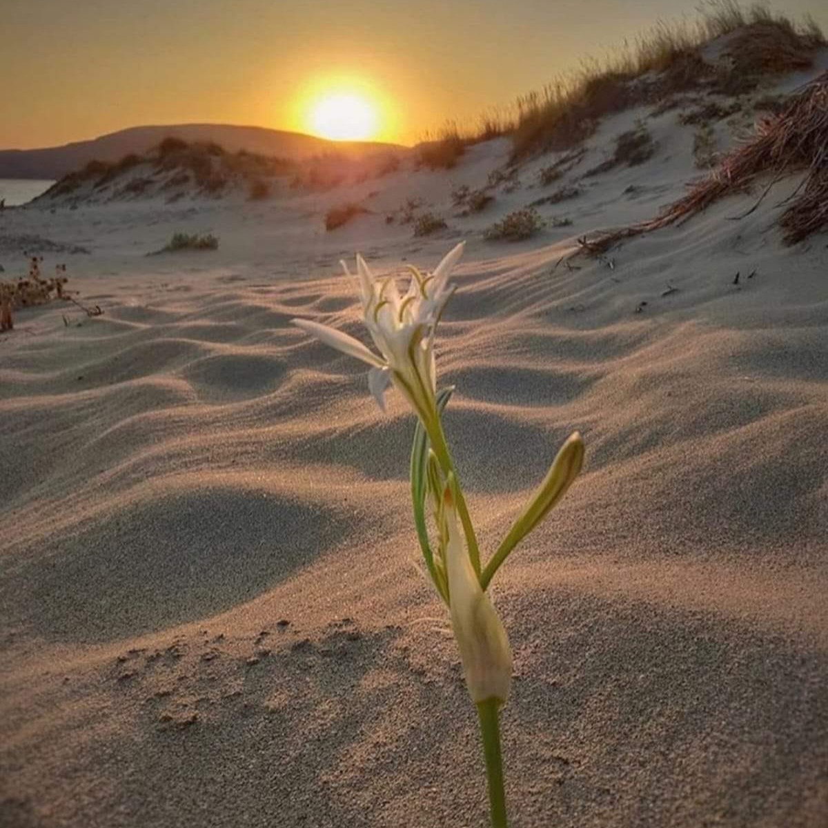 KRINAKI