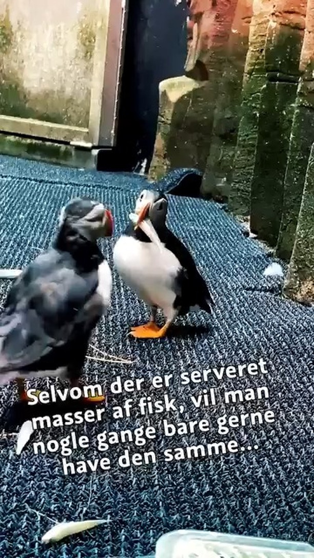DEN BLÅ PLANET