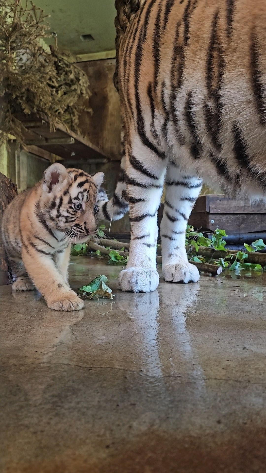COPENHAGEN ZOO