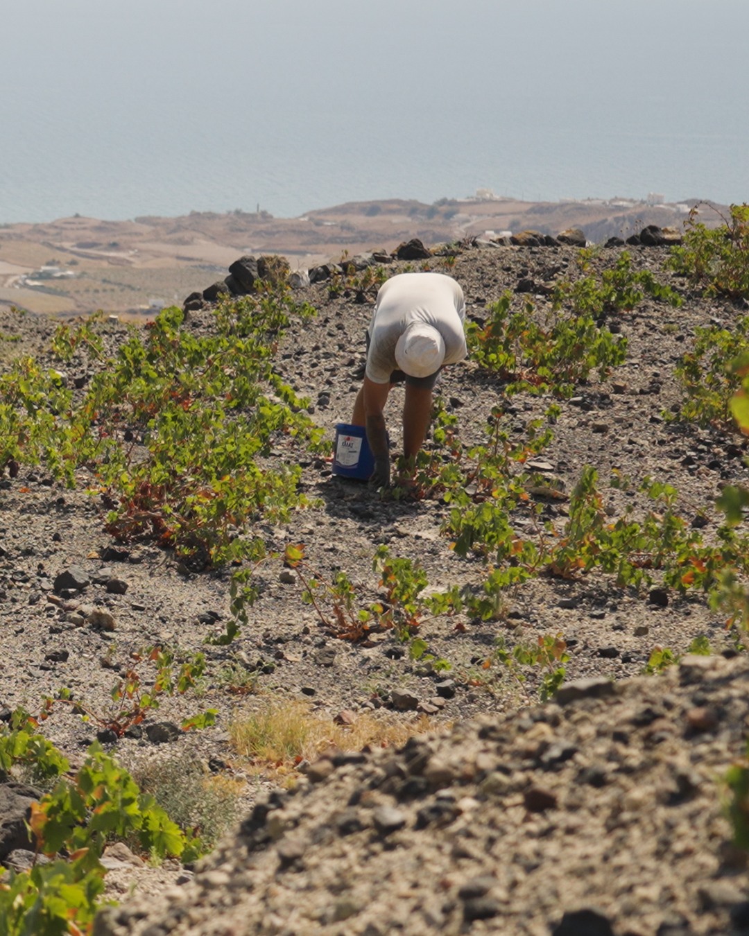 SANTO WINES