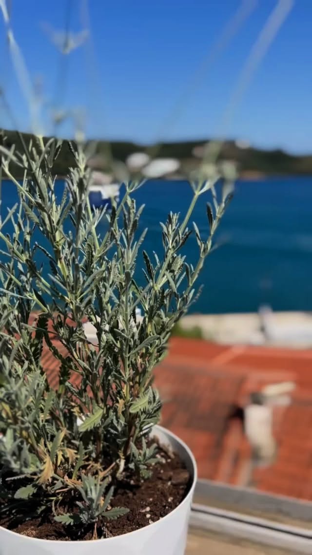 ISOLA
