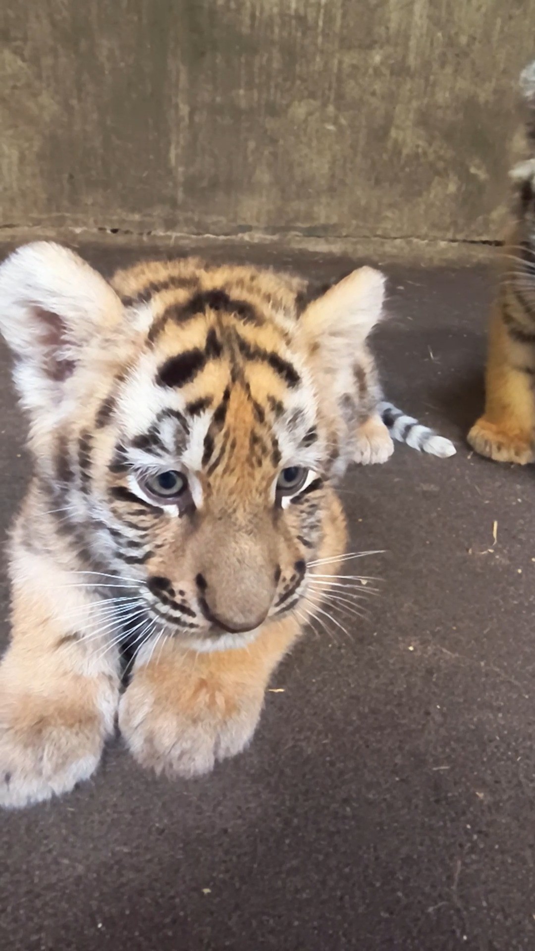 COPENHAGEN ZOO