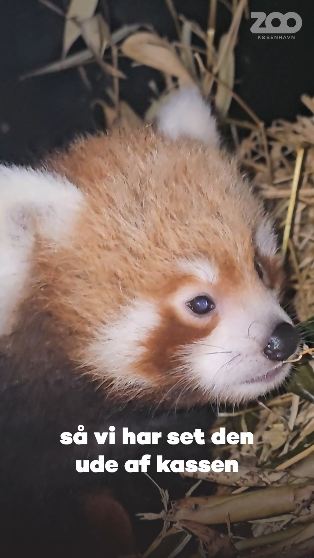 COPENHAGEN ZOO