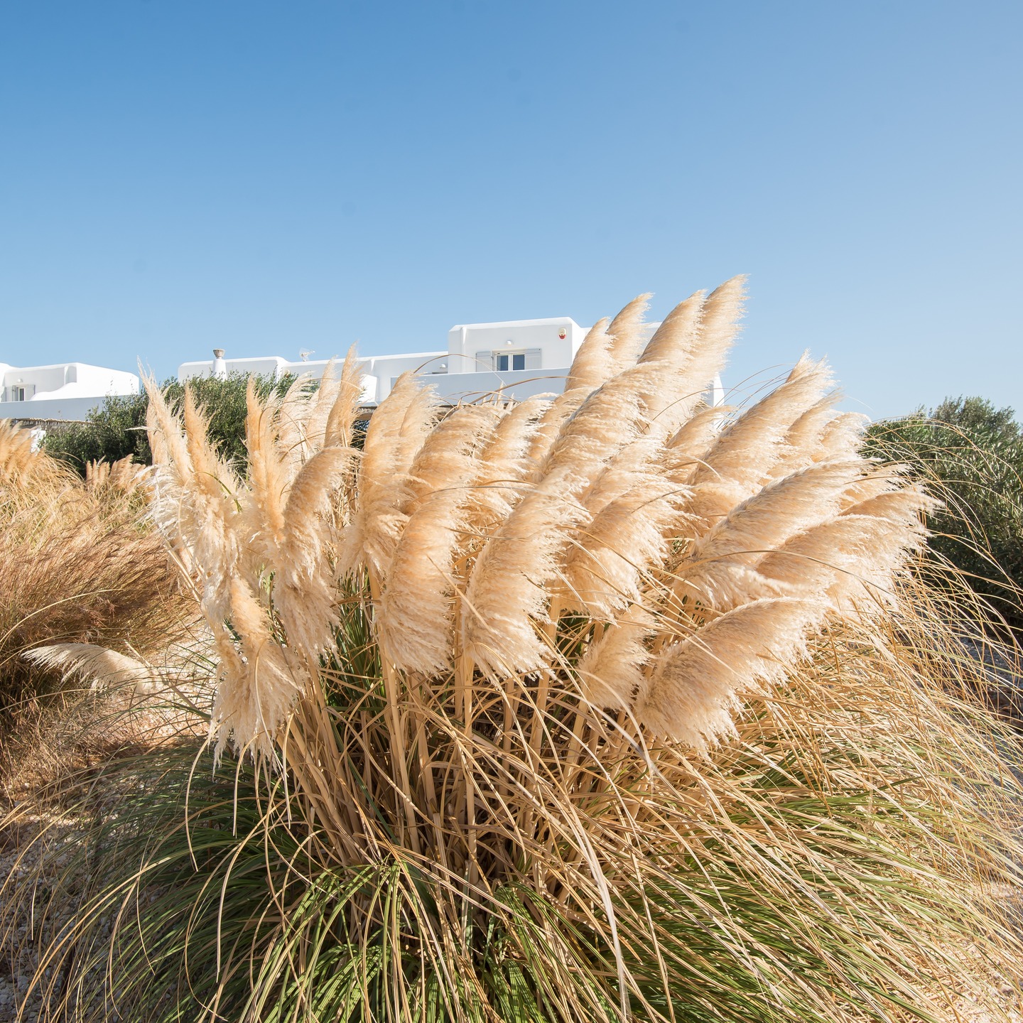 WHITE SAND PROPERTIES