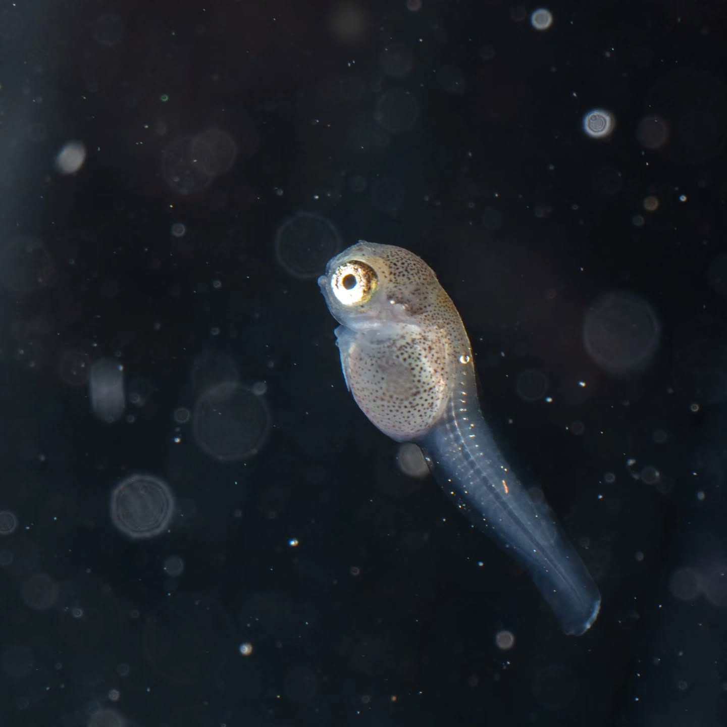 ØRESUND AQUARIUM, Sealand Coast