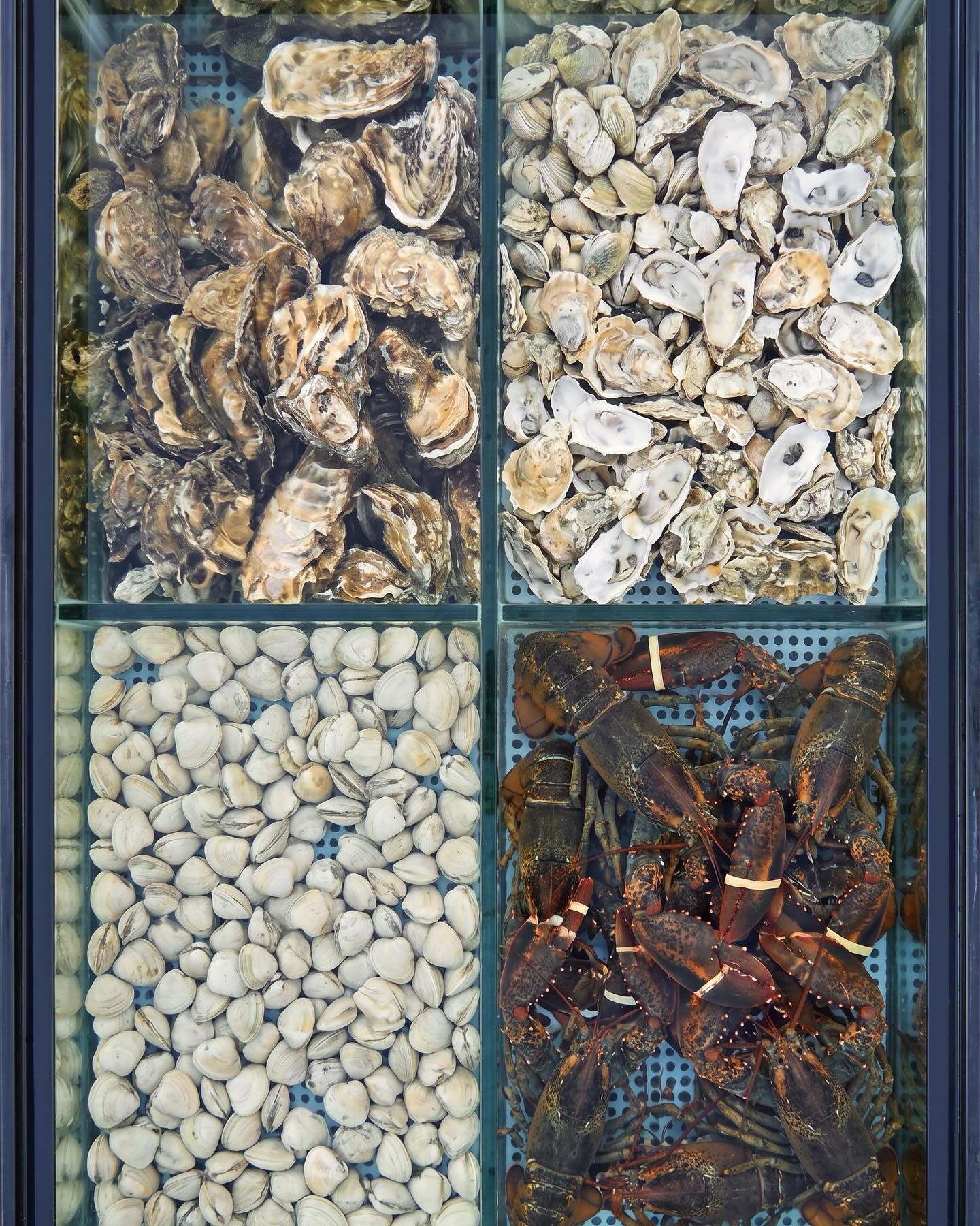 Blue Oyster