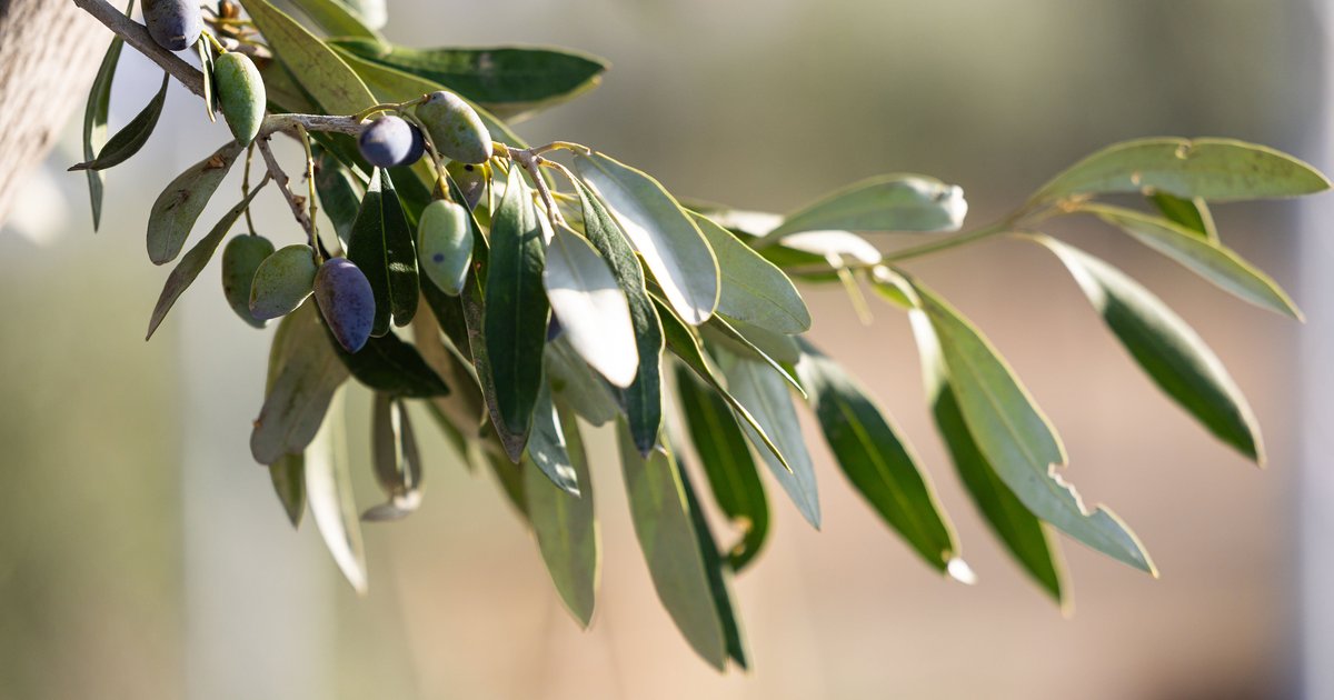 Eggares Olive Oil Museum