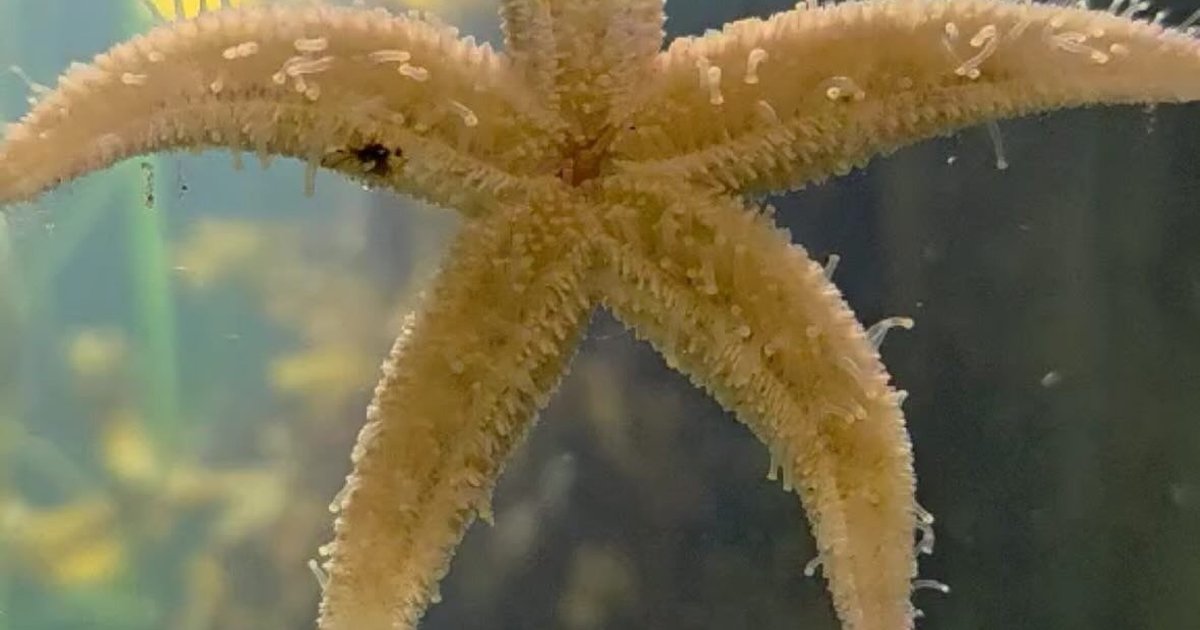 ØRESUND AQUARIUM