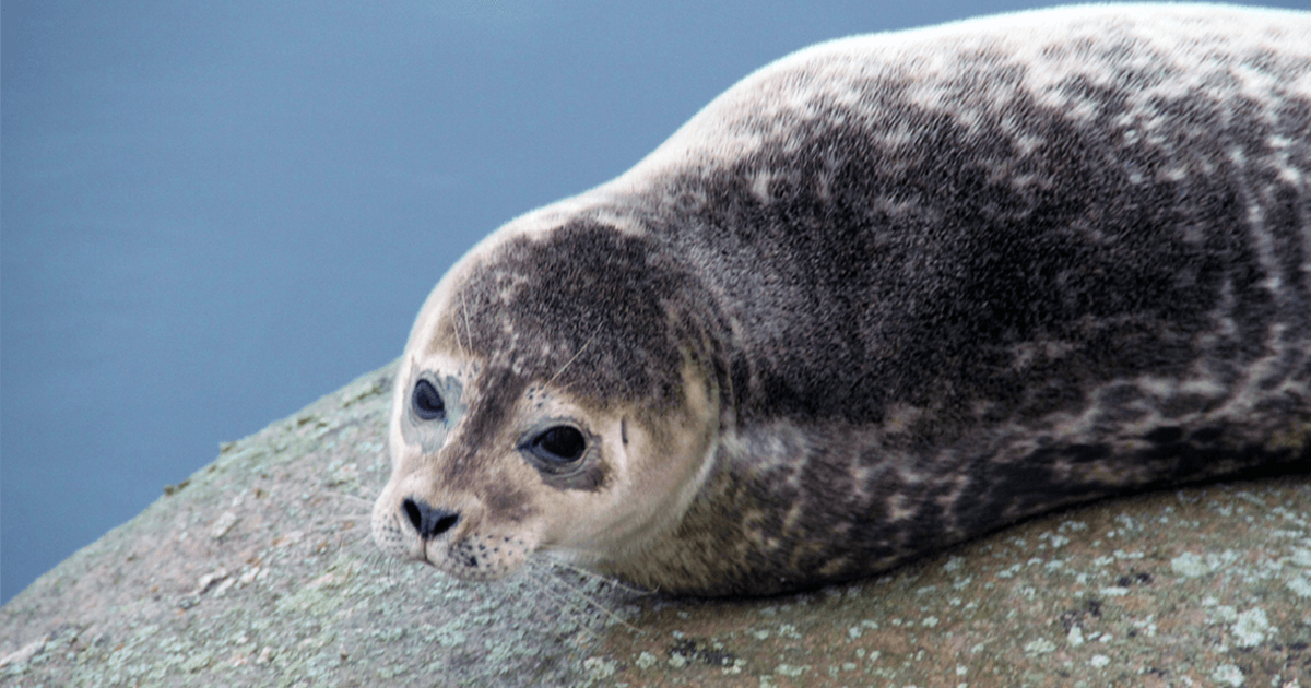 ØRESUND AQUARIUM
