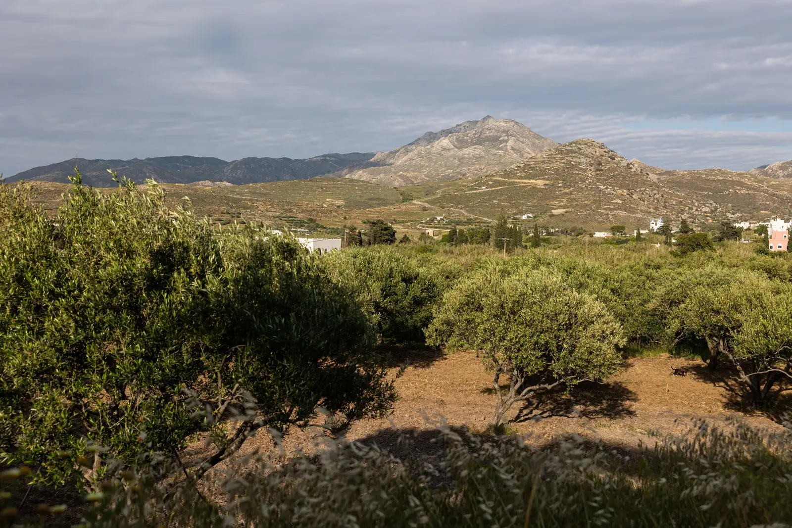 Galini
