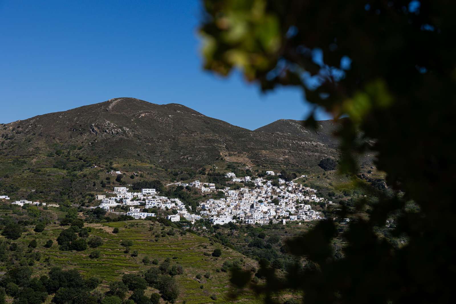 Koronida