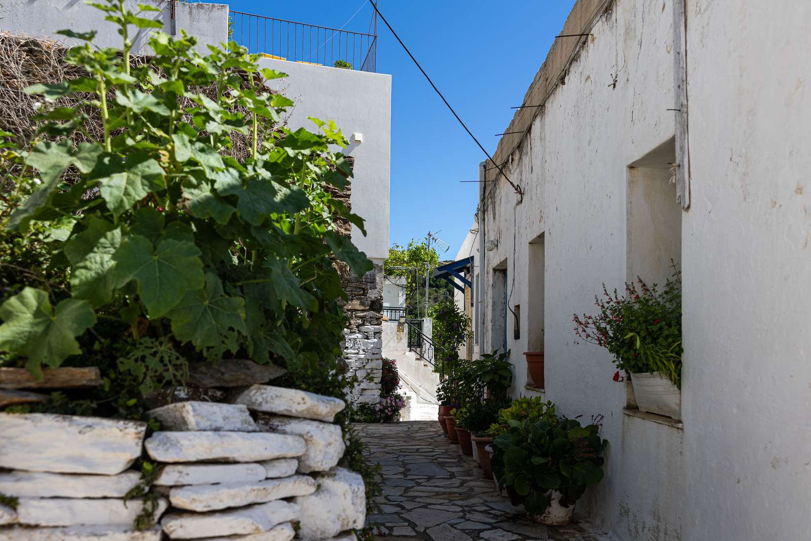 Koronida