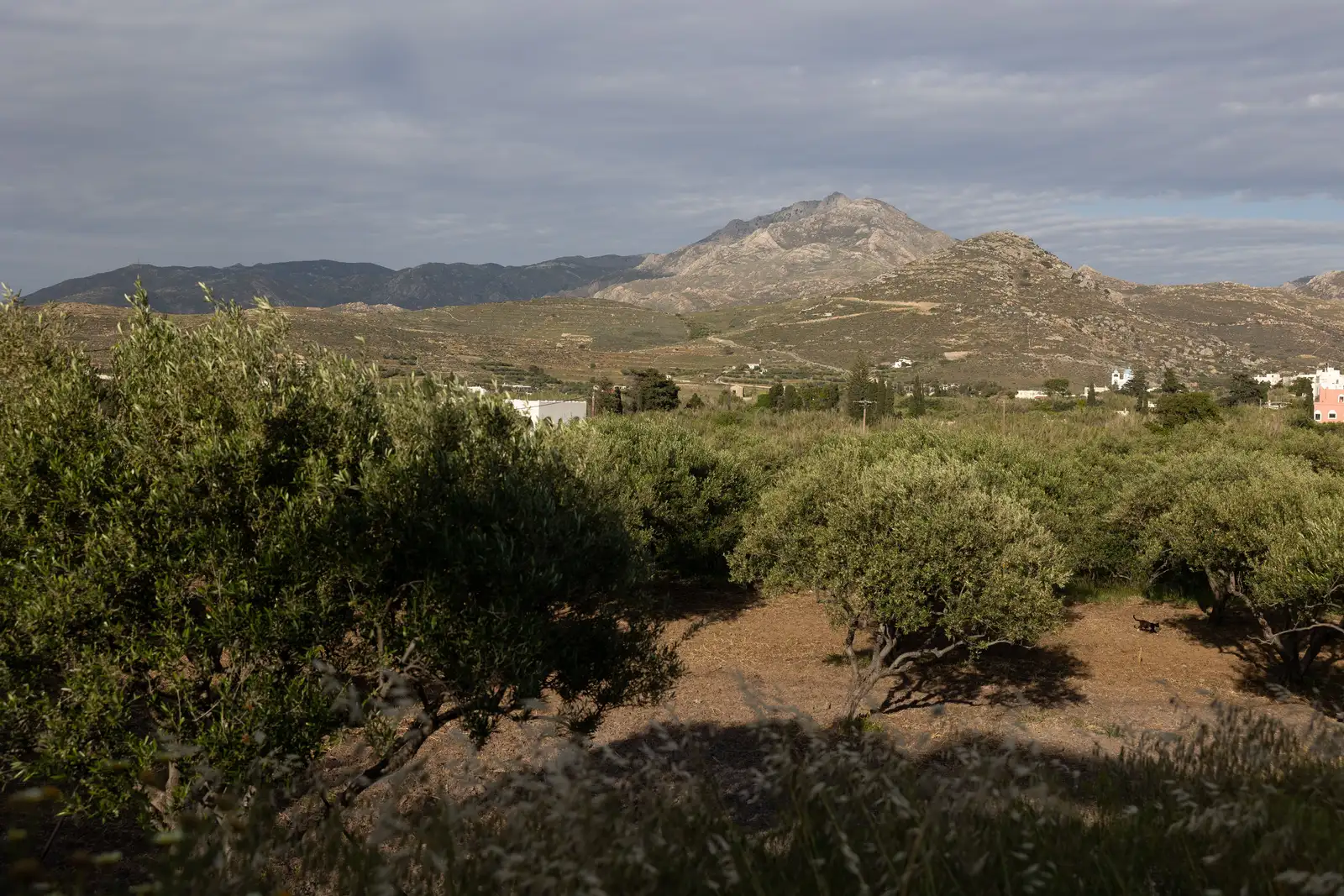 Koronos