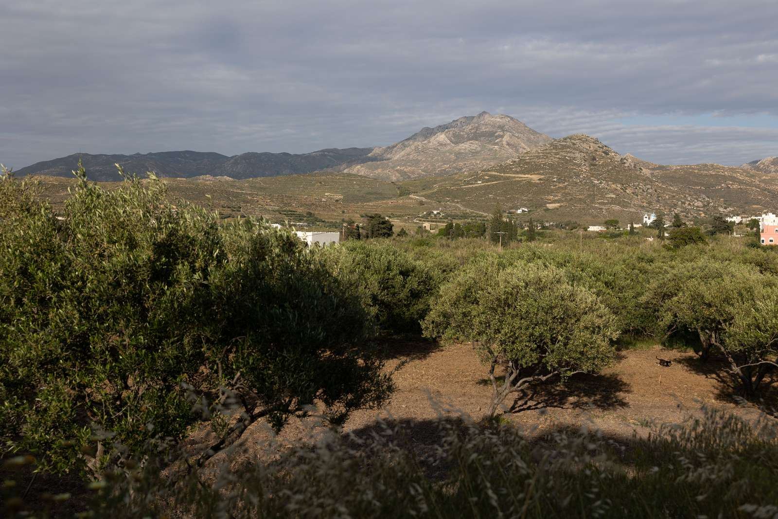 Koronos